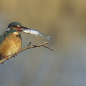 Common Kingfisher